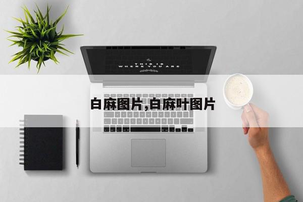 白麻图片,白麻叶图片
